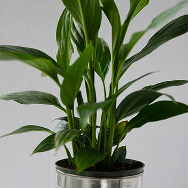 Peace lily 131e97c7065a84a803bad887646860d782c54aaca73851354bcb3a0a372e2e29