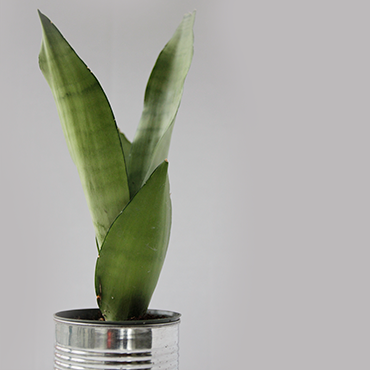 Snake plant 8b80f2b7fcf2fa9f087b59f60696f11b51d3bd2345711739da2442bb8b295a9f