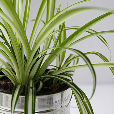 Spider plant 6f9bc529bcce60fa617e383382d9a7355c693f8bdbc9d47b57da6180785f0c22